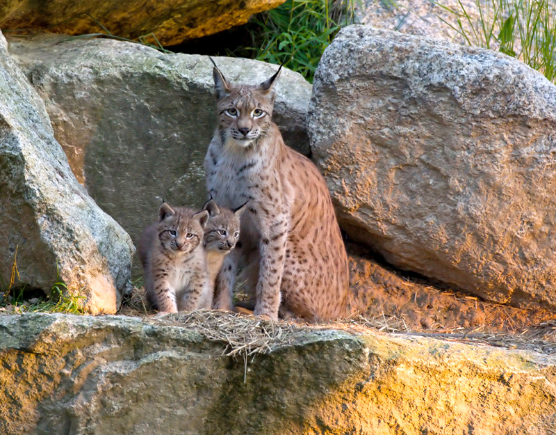 Luchsmutter mit zwei Jungtieren im Wildpark Mehlmeisel zwischen Felsen.