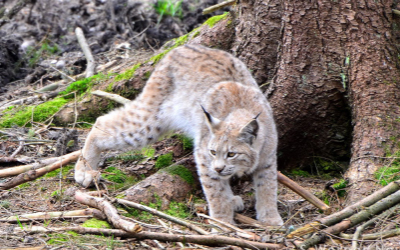 Wildpark Mehlmeisel mit heimischen Tieren im Naturgehege. Hier ist ein Luchs zu sehen.