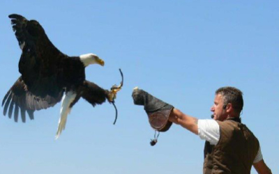 Greifvogelpark Wunsiedel mit Flugvorführung.