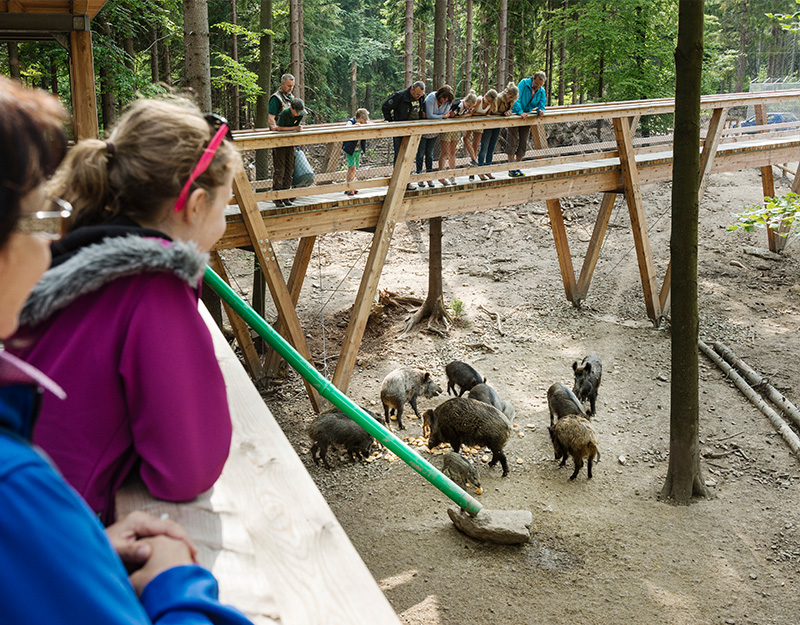Besucher beobachten Wildschweine im Wildpark Mehlmeisel von barrierearmer Aussichtsplattform