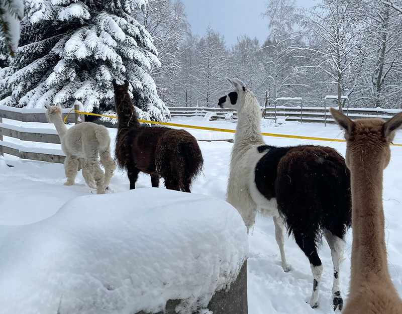 Mehrere Alpakas stehen auf einer verschneiten Weide vor winterlichem Wald.