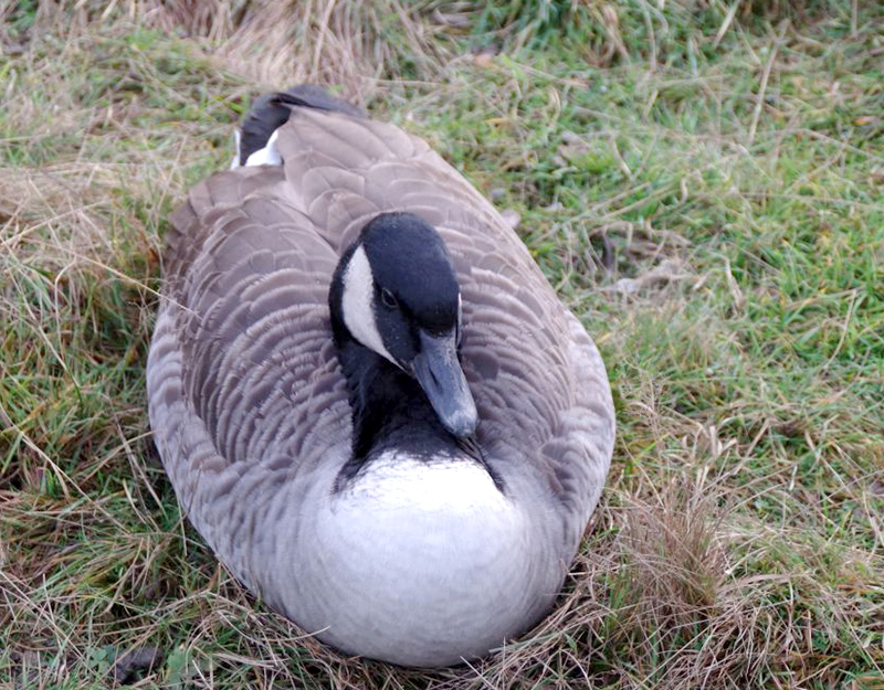 Gans im Grasbereich des Wildparks Mehlmeisel