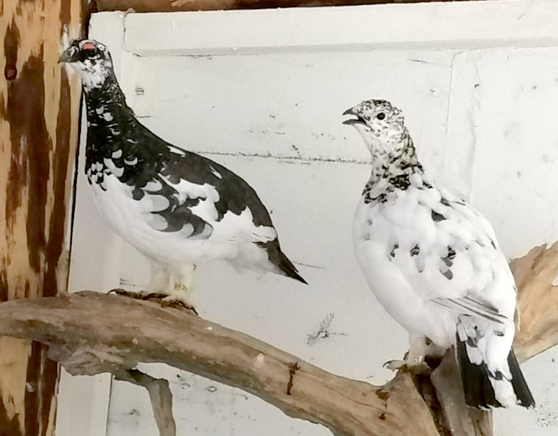 Zwei Alpenschneehühner im Wintergefieder im Wildpark Mehlmeisel