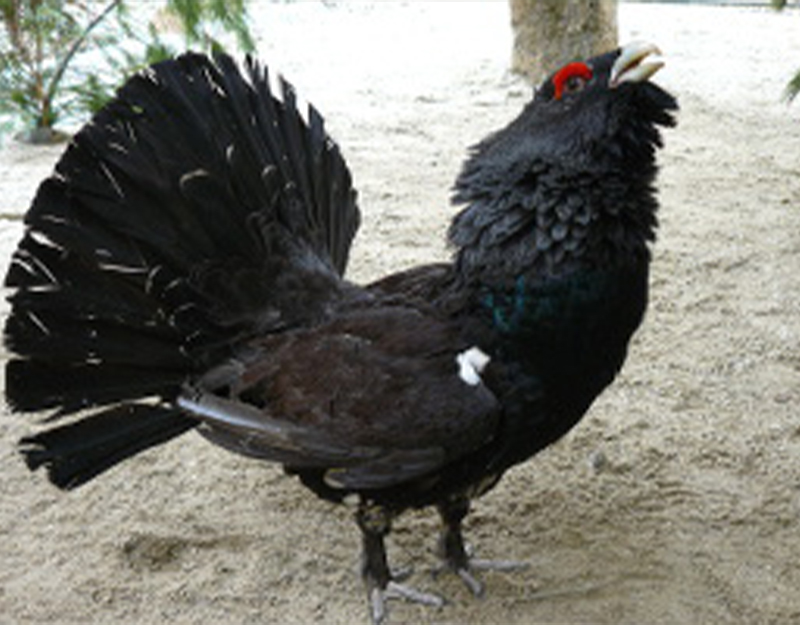 Auerhahn mit aufgestelltem Rad im Wildparkgehege