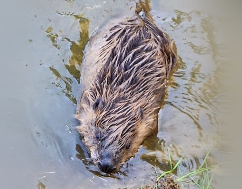 Biber im Wasser mit nassem Fell im Wildpark