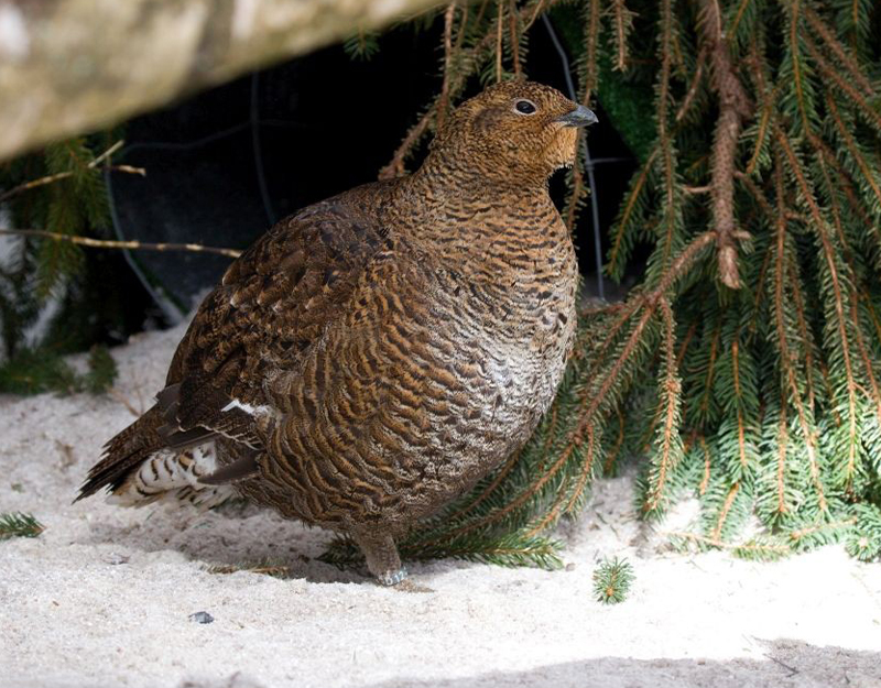 Birkhuhn im Schnee nahe Tannenästen