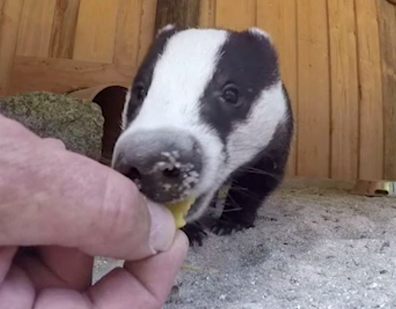 Dachs frisst aus der Hand eines Pflegers im Gehege