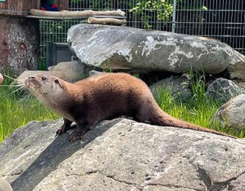 Fischotter auf Felsen im Wildpark Mehlmeisel
