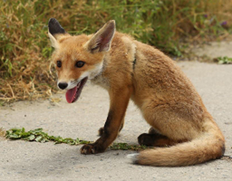 Rotfuchs sitzt aufmerksam auf einem Weg
