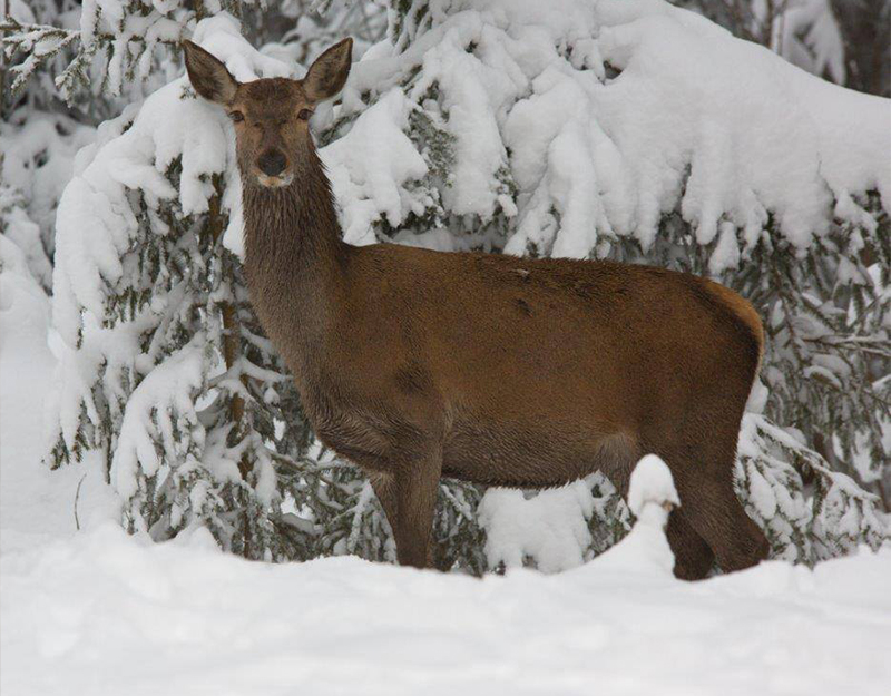 Rehe im verschneiten Wald des Wildparks in Mehlmeisel