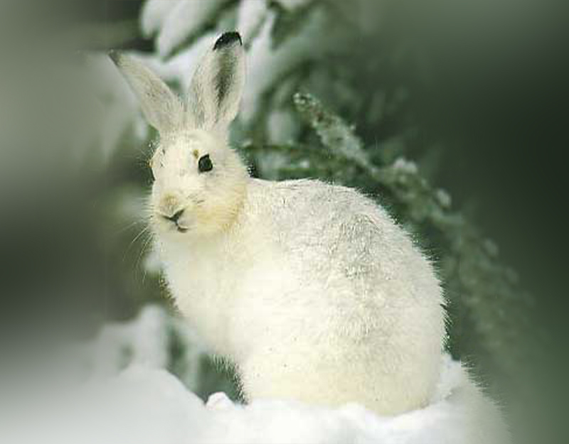 Weißer Schneehase im Winterwald des Wildparks in Mehlmeisel
