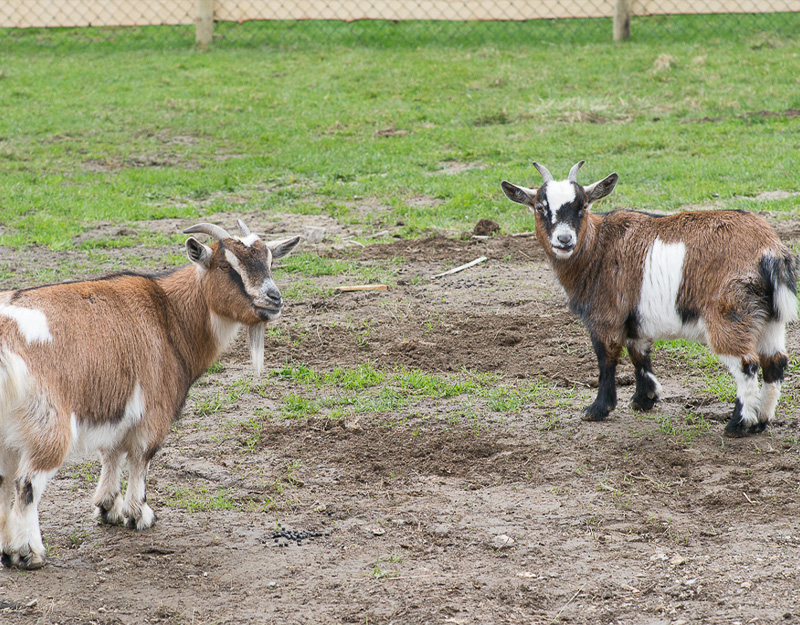 Ziegen im Streichelzoo des Wildparks Mehlmeisel