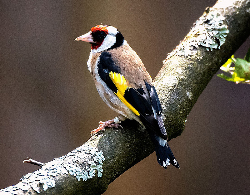 Bunter Singvogel namens Stieglitz auf einem Ast im Wildpark