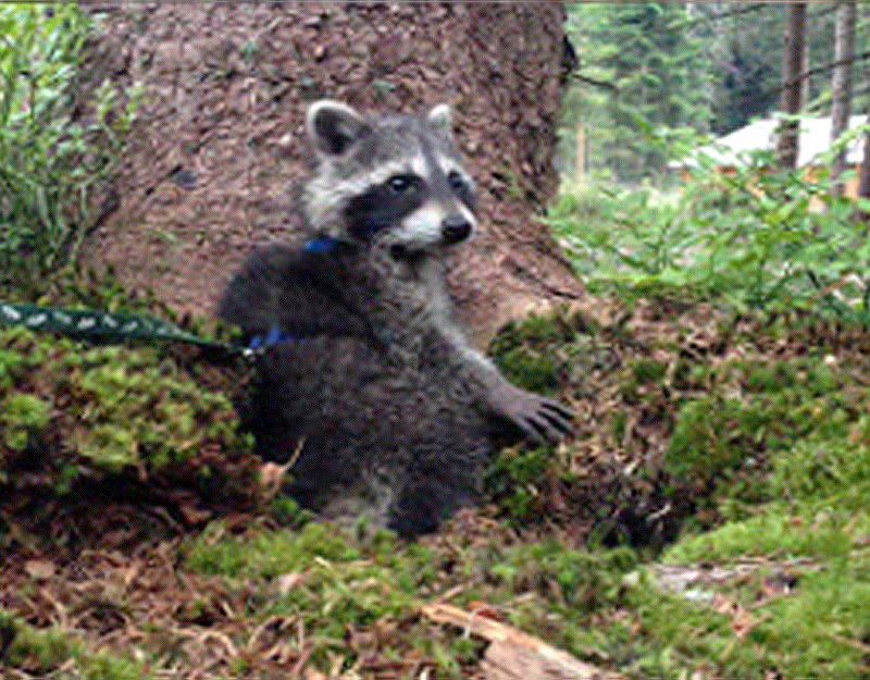 Waschbär im Waldgehege aufrecht sitzend