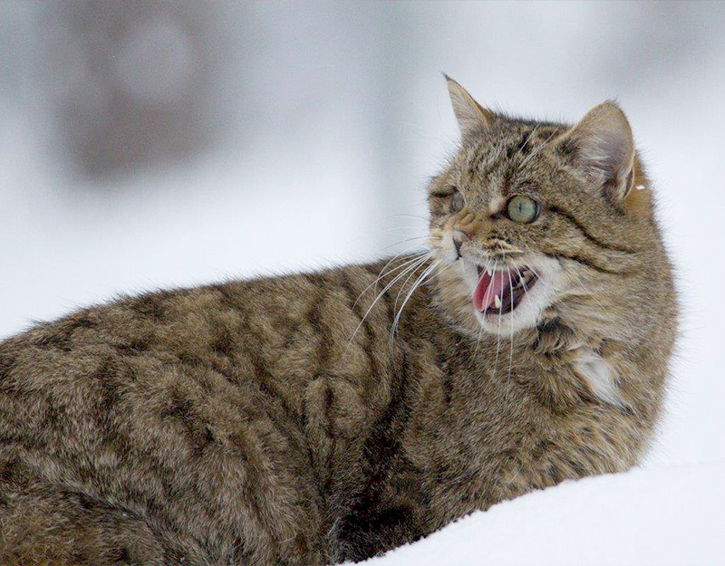 Europäische Wildkatze im Winterfell im Schnee