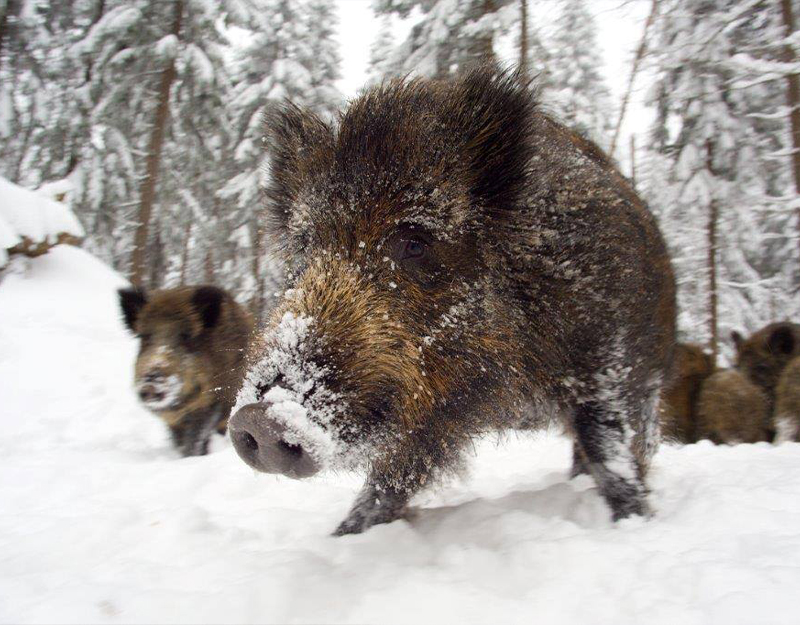 Wildschweine im verschneiten Winterwald des Wildparks Mehlmeisel