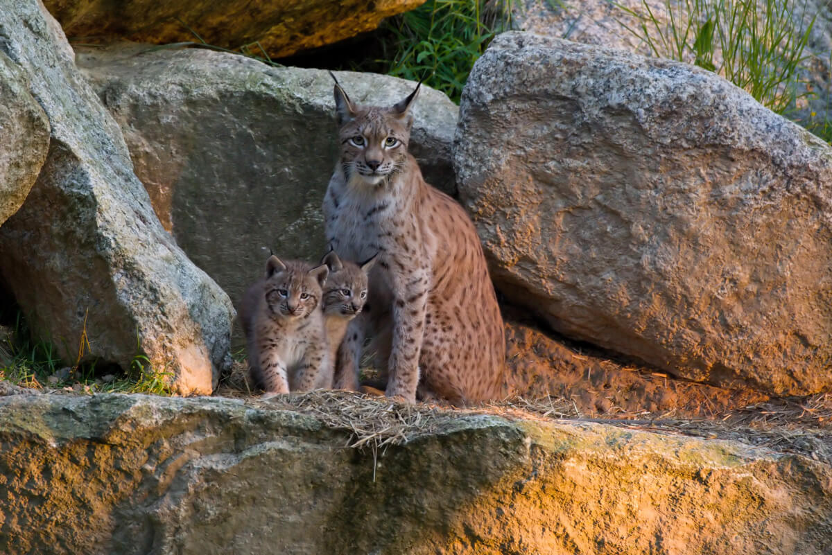 Luchsbabys mit ihrer Mutter im Wildpark Waldhaus Mehlmeisel